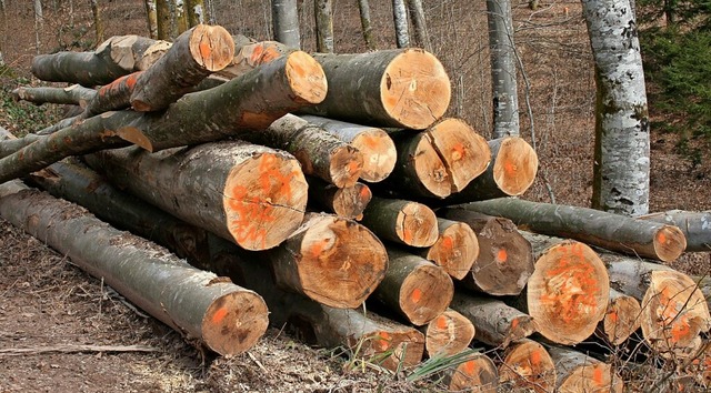 Am Scheinberg wurde eine groe Menge an Brennholz aufgearbeitet.  | Foto: Ralph Lacher