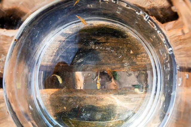 Urzeitkrebse schwimmen in einem Glas mit Wasser.  | Foto: Philipp von Ditfurth (dpa)