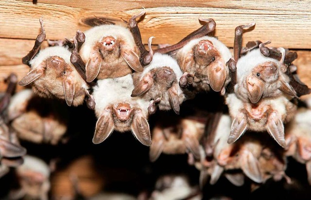 Fledermuse sind streng geschtzte Tiere.  | Foto: dpa Deutsche Presse-Agentur