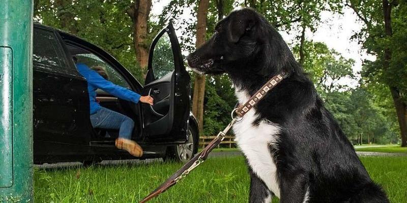 Mann Schlagt Mit Holzknuppel Auf Hund Ein Botzingen Badische Zeitung