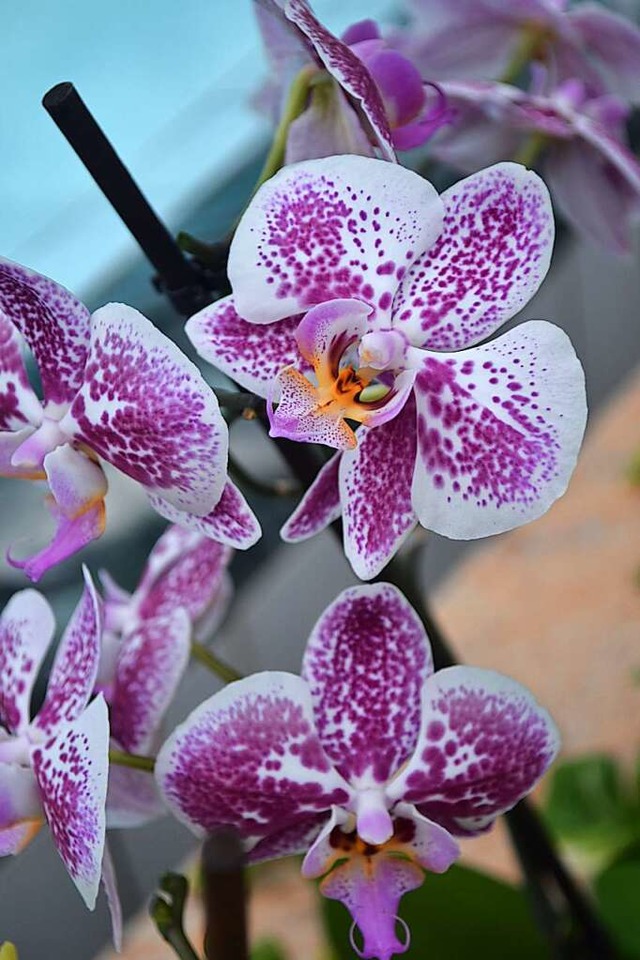 Den Orchideen geht es gerade besonders gut.  | Foto: Liane Schilling