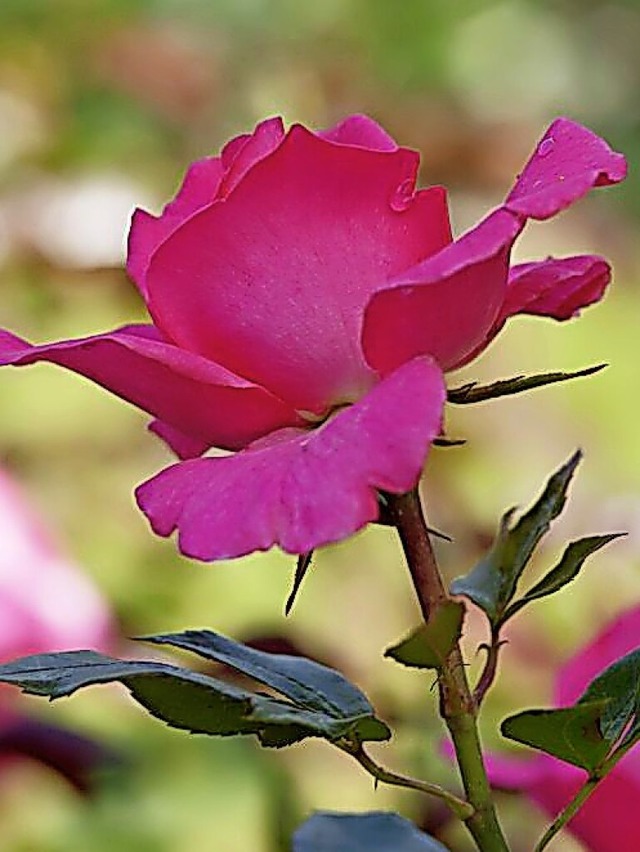 Rosen bereichern jeden Garten.  | Foto: pdm