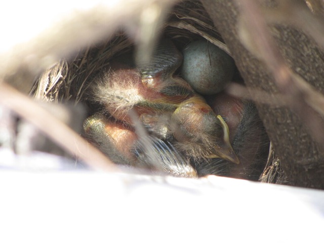 Frisch geschlpfte Amseln in einem Nest.  | Foto: Gabriele Weber-Jenisch