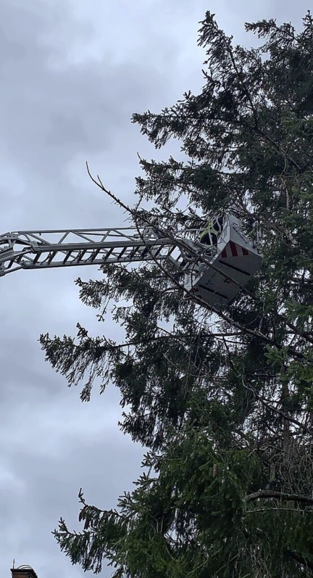Feuerwehr im Baum-Einsatz: ste, die d...len drohten, mussten entfernt werden.   | Foto: Bernd Fackler