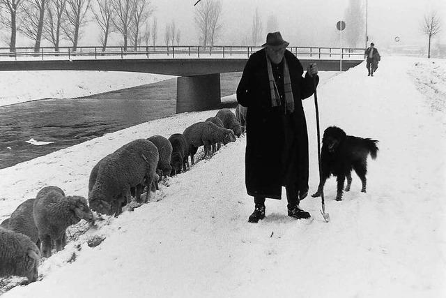 Schafe konnten 1963 unter den Schneemassen kaum Gras freischarren