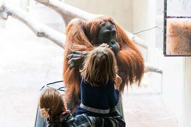 Die Pandemie kostet den Zoo Basel ein Fnftel der Eintritte