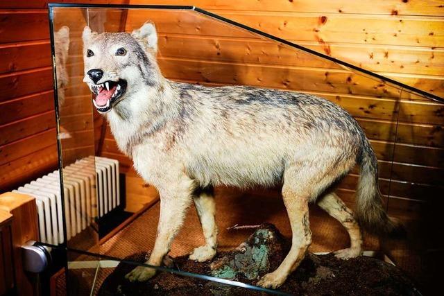 Experten rechnen fest mit drittem sesshaften Wolf