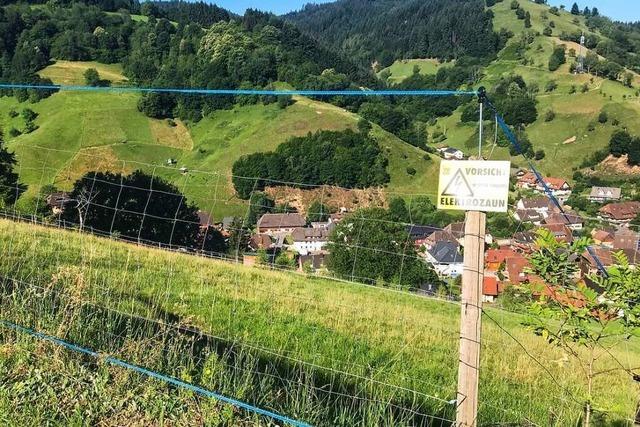 Der Todtnauer Bauausschuss lehnt einen Wolfszaun ab