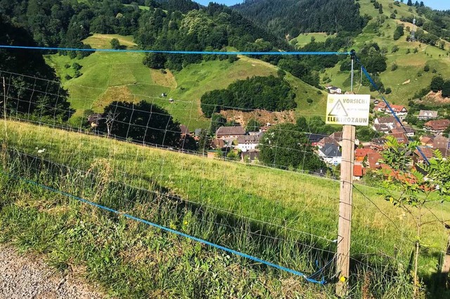 Im  Mnstertal hat ein Landwirt auf ei...n  solchen Zaun erst einmal abgelehnt.  | Foto: Gabriele Hennicke