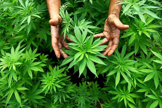 Cannabis spielt in den Gesprchen der ... eine dominierende Rolle (Symbolfoto).  | Foto: ABIR SULTAN (dpa)