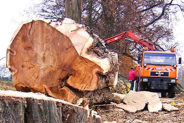 Wie viele Bume im Stadtgebiet gefllt... ber ein Baumkataster nachvollziehen.  | Foto: Gerhard Walser