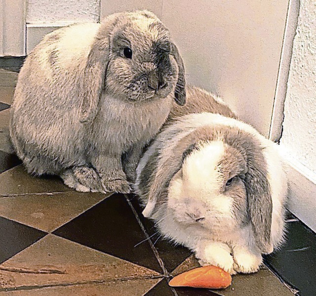 Unsere Kaninchen Coco und Willi  | Foto: privat