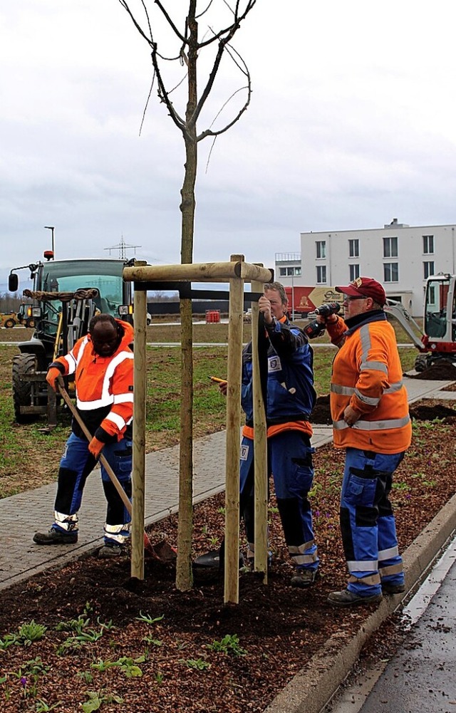 Mitarbeiter des Bauhofs pflanzen 30 Bume.  | Foto: Reiner Beschorner