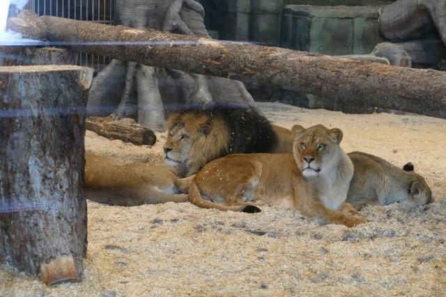 Zoo und Freizeitpark Tatzmania will zu Ostern wieder ffnen