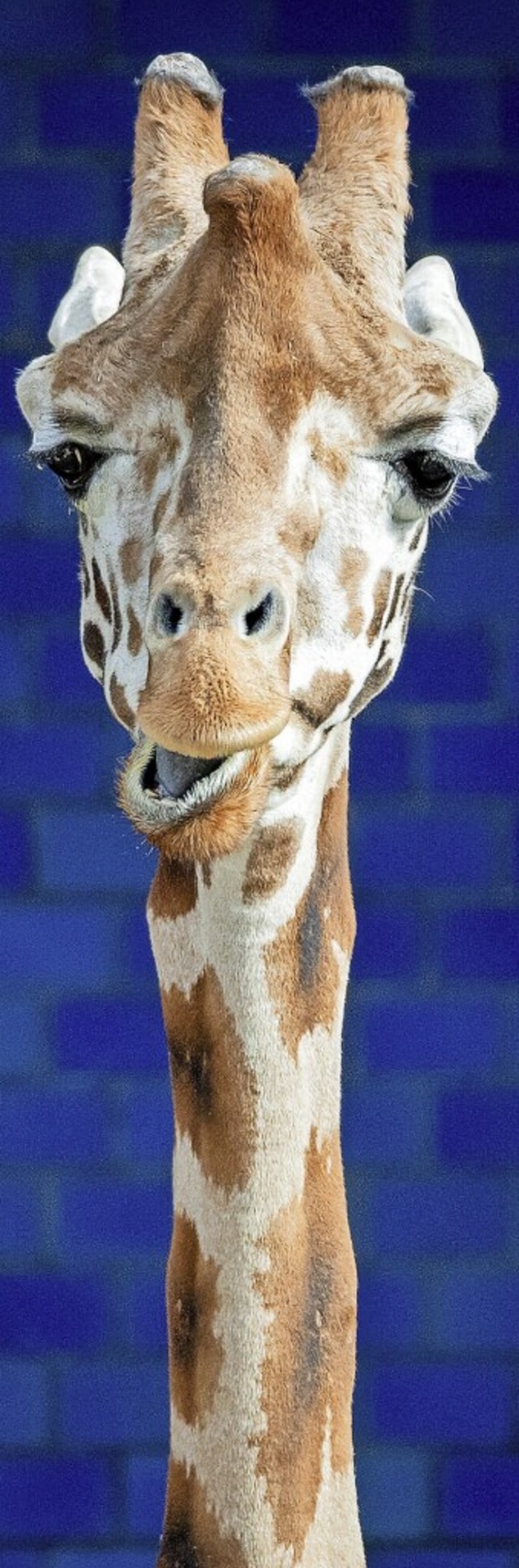 Auch Teile von 40 Giraffen wurden importiert.  | Foto: Christoph Soeder (dpa)