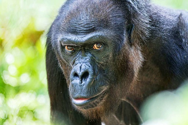 Quarta wurde 52 Jahre alt.  | Foto: Zoo Basel (Torben Weber)