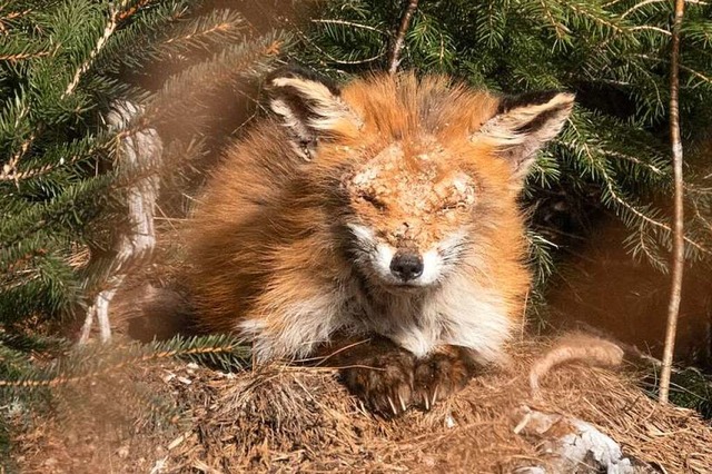 Dieser  Fuchs, gesehen bei Schluchsee,...d von der  Sarcoptesmilbe verursacht.   | Foto: Eva Korinth