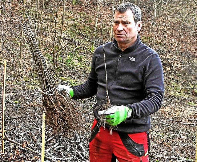 Forstmitarbeiter Ralf Stritt informier...it der Trockenheit besser klarkommen.   | Foto: Herbert Trogus