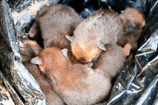 In dieser Plastikplane eingewickelt haben Feldarbeiter die Tiere gefunden.  | Foto: Polizei