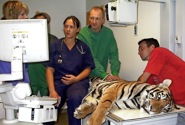 Besuch einer Tigerdame: Das war ein au...hnliches Erlebnis fr das Praxisteam.   | Foto: privat