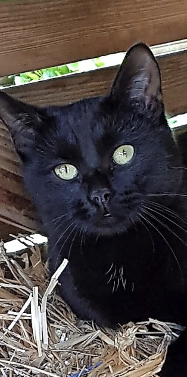 Milo  | Foto: privat