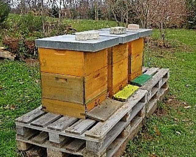 Unter anderem an den farbigen Brettern erkennen die Bienen ihr Haus.  | Foto: privat