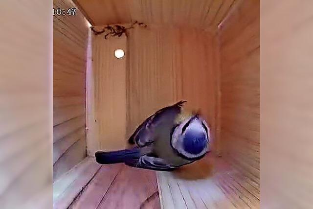 Eine Kamera im Vogelhaus
