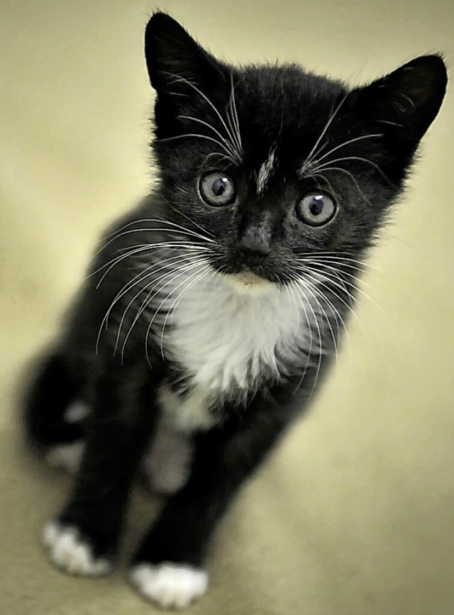 Die Katze ist das beliebteste Haustier in Deutschland.  | Foto: Fredrik von Erichsen