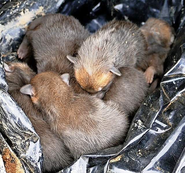 In einer Plane eingewickelt wurden die Fuchswelpen gefunden.  | Foto: Polizei