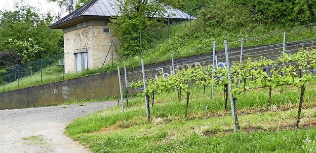 Schilder, die in den Reben vor Traktoren warnen, sieht die StVo nicht vor.  | Foto: Victoria Langelott