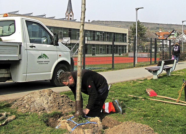 Im Rahmen der Baumspendenaktion &#8222... ersten Bume in Ihringen gepflanzt.    | Foto: Birgit Stterlin