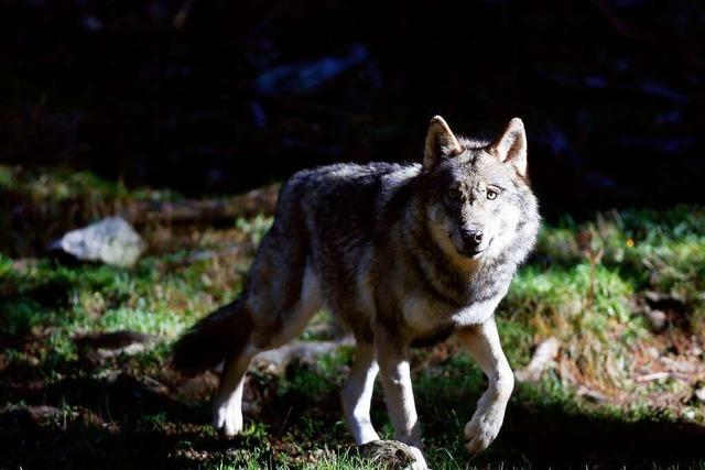 Am Wolfszaun scheiden sich im Oberen Wiesental die Geister