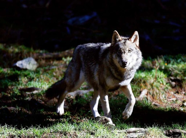 Der Wolf polarisiert.  | Foto: VALERY HACHE (AFP)