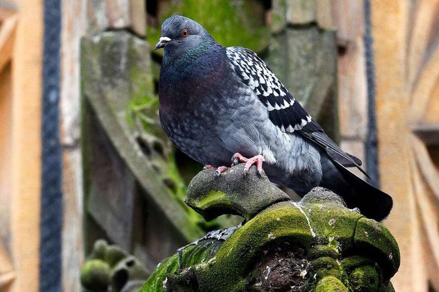 Viele Stdte versuchen, ihre Taubenpopulation zu kontrollieren.  | Foto: Thomas Kunz