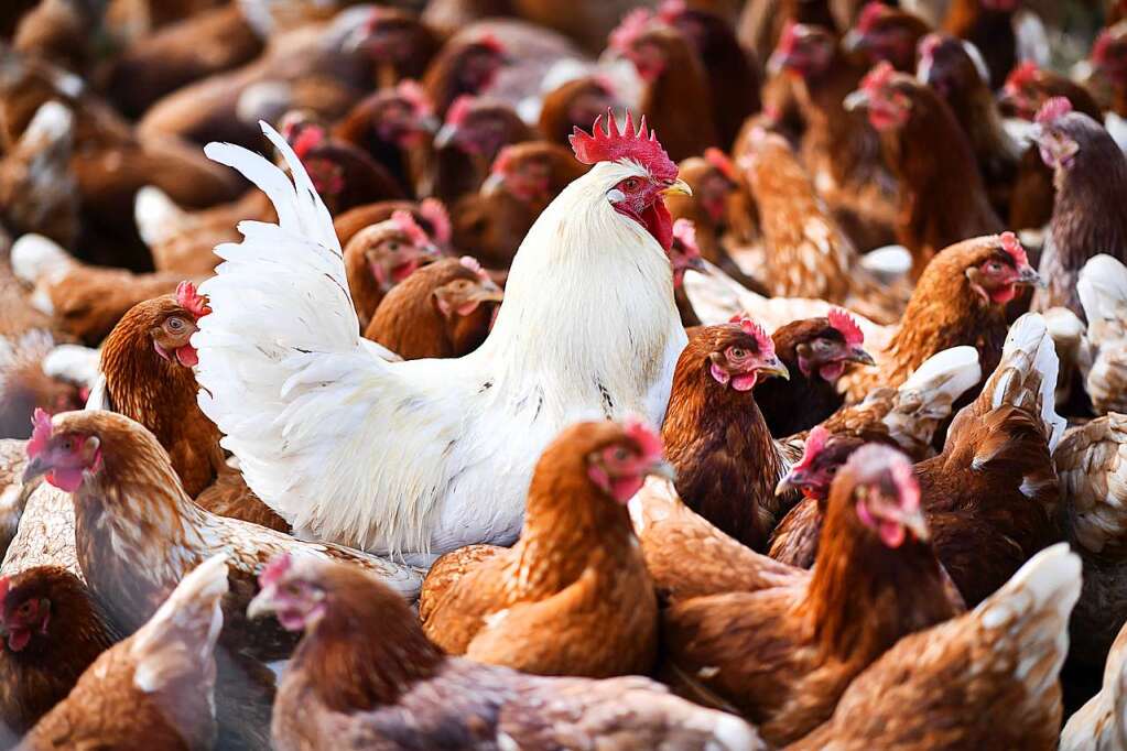 H5N8 virus detected deadly for chickens in the Breisgau-Hochschwarzwald district – Breisgau-Hochschwarzwald district