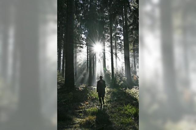 Soll in Europas Wald weniger Holz geschlagen werden?