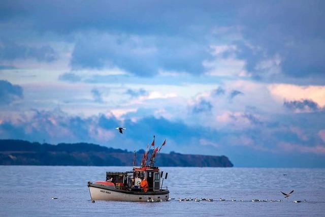 Warum der Dorsch aus der Ostsee verschwindet