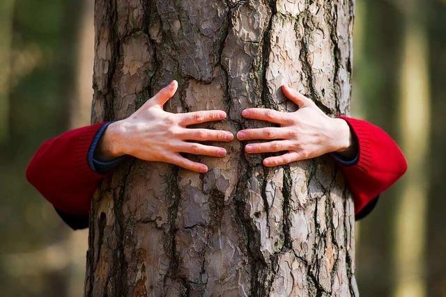 Mit der Ruhe im Wald ist’s vorbei