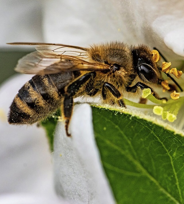 Mit Bienen und dem Wald beschftigen s...kt des Naturparks Sdschwarzwald teil.  | Foto: Armin Weigel (dpa)