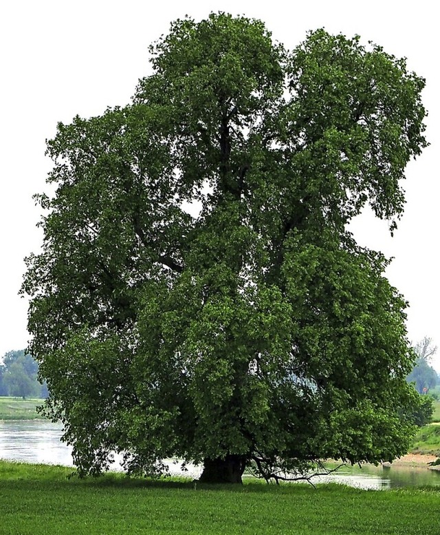 So prchtig kann Ulmus laevis werden.   | Foto: BdJ