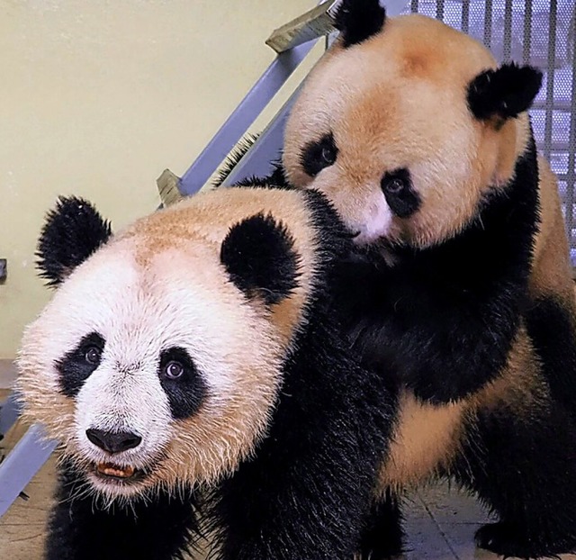Pandafrau Huan Huan and  Huan Zi  | Foto: GUILLAUME SOUVANT (AFP)