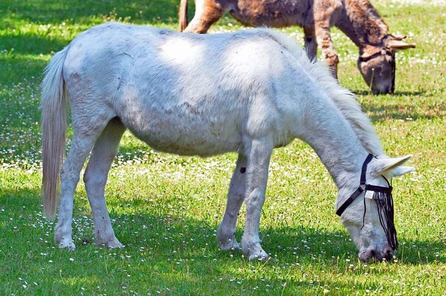 In der App &#8222;Actionbound&#8220; v...hraim die Ostergeschichte. Symbolbild.  | Foto: Michael Bamberger