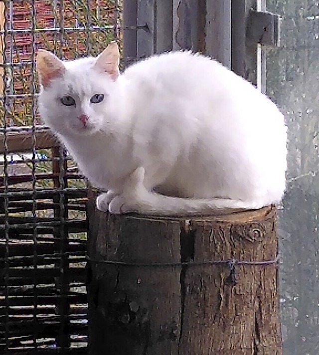 Annie sucht ein Zuhause.  | Foto: Tierheim Lahr