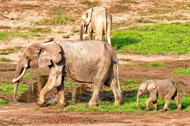 Waldelefanten im Nationalpark Dzanga-Sangha   | Foto: Dieterich