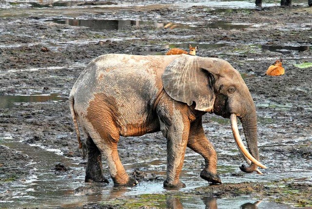 Ein afrikanischer Waldelefant  | Foto: Andrea K. Turkalo (dpa)