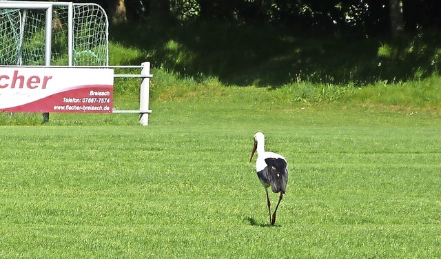 Spielbetrieb unterbrochen: Derzeit nut...che den Rasenplatz des SV Wasenweiler.  | Foto: Christine Weirich