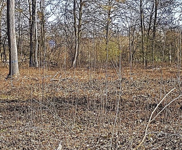 Rund 25500 neue Bume wurden in den ve...hen im Stadtwald Kenzingen gepflanzt.   | Foto: Stadt Kenzingen