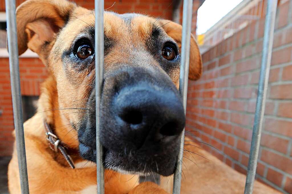 Im Tierheim in Weil am Rhein gibt es kaum noch Platz für Hunde Weil