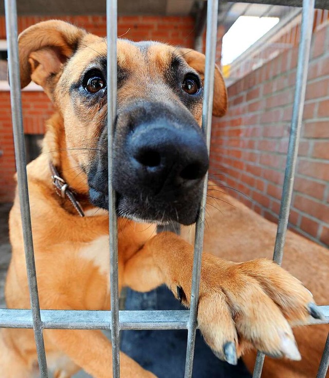 Im Weiler Tierheim gibt es kaum Pltze fr Hunde.  | Foto: Ingo Wagner