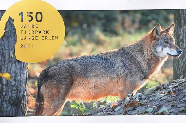 Das grte Geschenk will sich der Erle...e Wolfsanlage im Tierpark Lange Erlen.  | Foto: Daniel Gramespacher